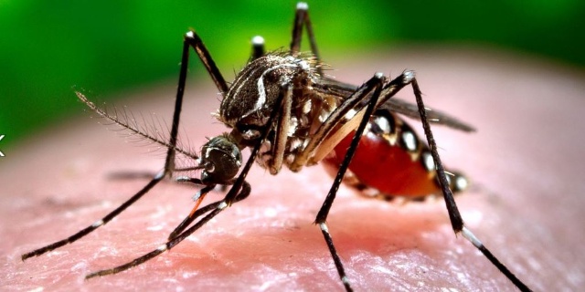 WHO warns of 'explosive' Zika spread