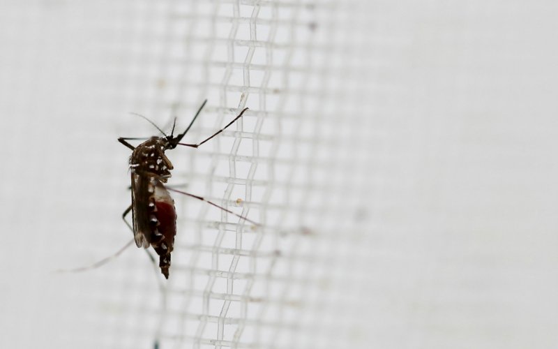 An aedes aegypti mosquitoes is seen in The Gorgas Memorial institute for Health Studies laboratory as they conduct a research on preventing the spread of the Zika virus and other mosquito-borne diseases in Panama City