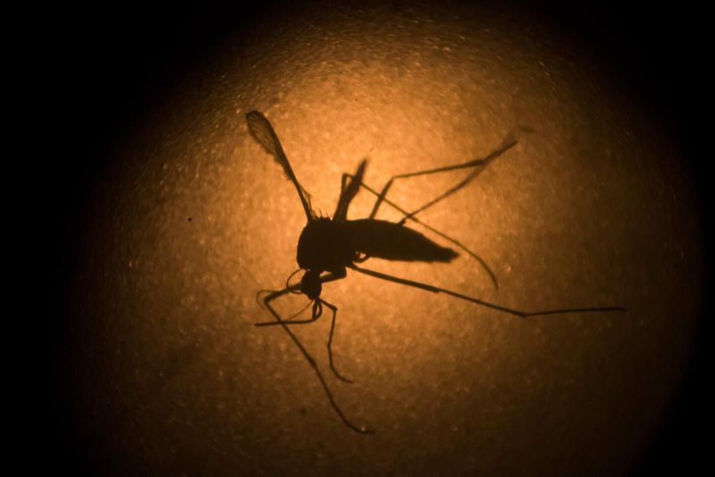 Brazil and University of Texas Reach Deal on Zika Vaccine