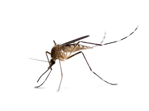 Zika virus carrier Aedes mosquito