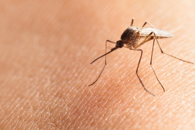 Rockhampton man is eighth Queenslander to contract Zika virus, but first to bring it back to Aedes aegypti mosquito 'danger' zone