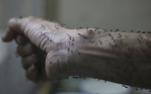 The forearm of a public health technician covered with sterile female Aedes aegyti mosquitoes