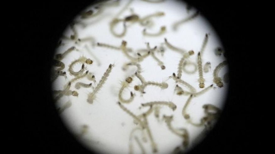 Larvae of Aedes aegypti mosquito is seen in a research area to help prevent the spread of Zika virus and other mosquito-borne diseases at the entomology department of the Minister of Public Health in Guatemala City Guatemala