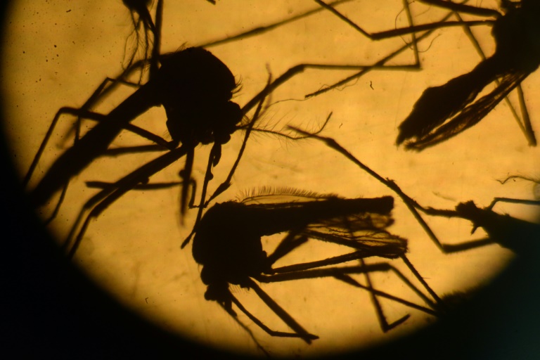 AFP  File  Marvin RECINOSAedes aegypti mosquitos in a laboratory at the University of El Salvador in San Salvador