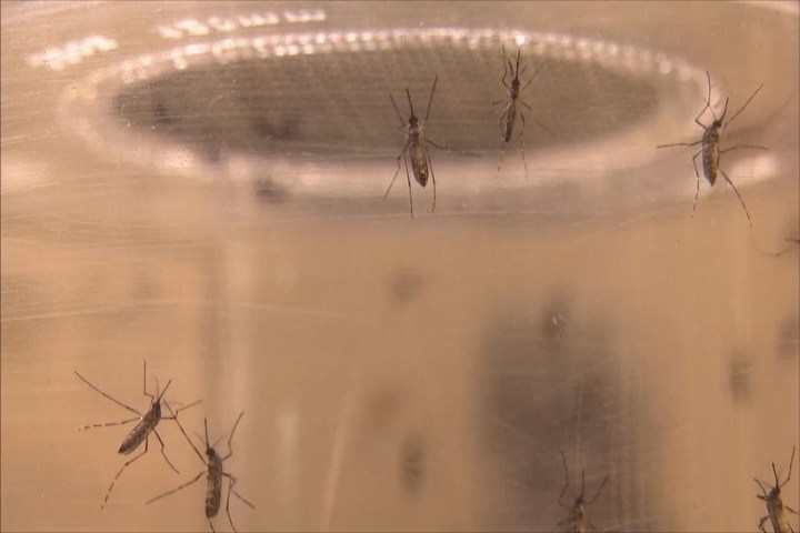 3 pregnant women test positive for Zika in Florida