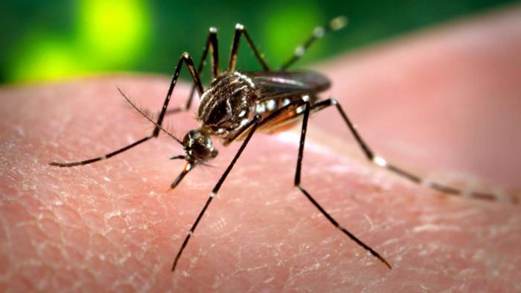 The Center for Disease Control has been warning travelers of the Zika virus a virus discovered over 70 years ago linked to a monkey in the Ugandan Zika Forest