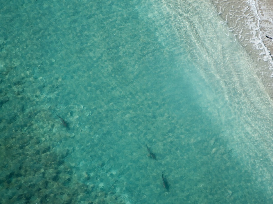 Professor Stephen M Kajiura of Florida Atlantic University captured this footage which looks like there are more sharks than water