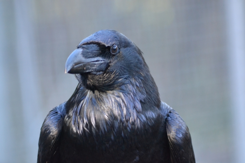 Raven study sheds light on Theory of Mind Jana Mueller