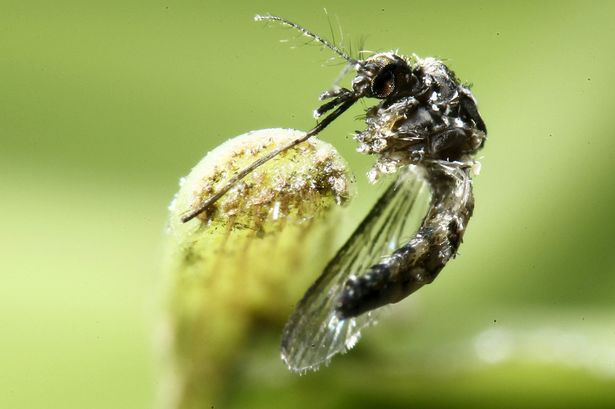 An aedes aegypti mosquito