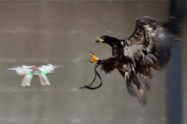 Eagles are being trained to intercept illegal drones