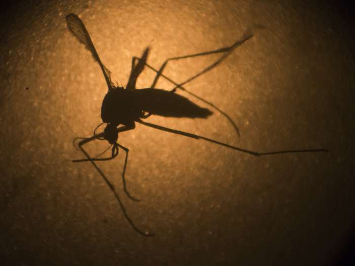 Texas reports first case in the USA of sexually transmitted Zika virus