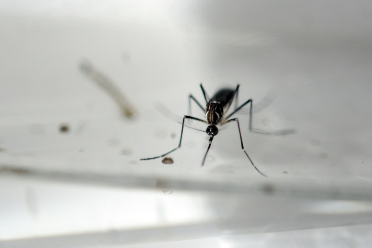 Brazil launches nationwide operation to eliminate mosquito