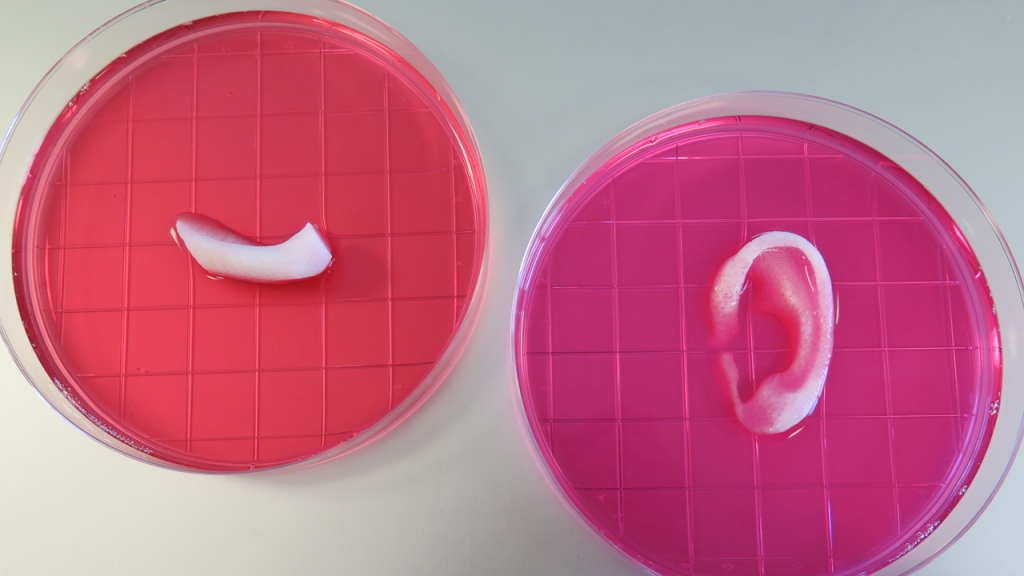 This 3D bioprinter can make human-sized ear, muscle, and bone tissues