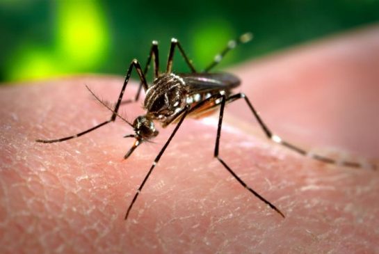 The yellow fever mosquito also known as Aedes aegypti is responsible for spreading the Zika virus. The mosquito cannot survive Canadian temperatures but a York University professor says that could be changing