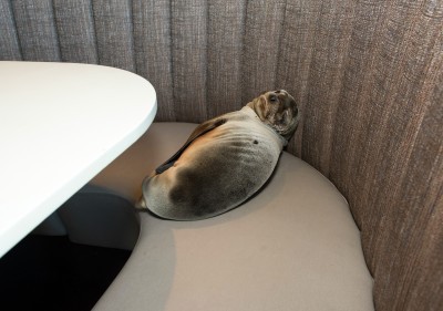 Sea lion found in restaurant in California