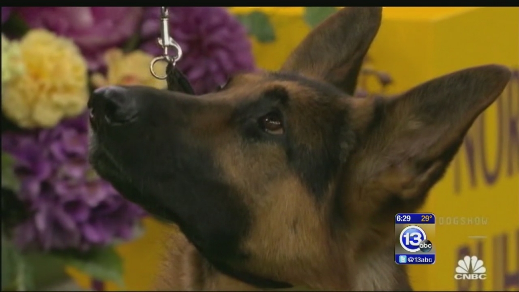 A German Shepherd dog with local ties is wowing the judges at the Westminster Kennel Club show in New York