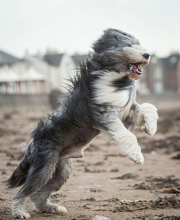 Zac the Bearded Collie on the beach in Ardrossan Scotland as Storm Gertrude hits the UK. Winds of more than 90mph have hit the west of Scotland as Storm Gertrude sweeps the country causing power cuts and travel disruption. Strong winds heavy rain