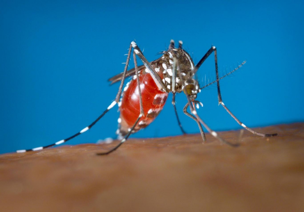 The Aedes albopictus mosquito is beleived to carry the Zika virus AP