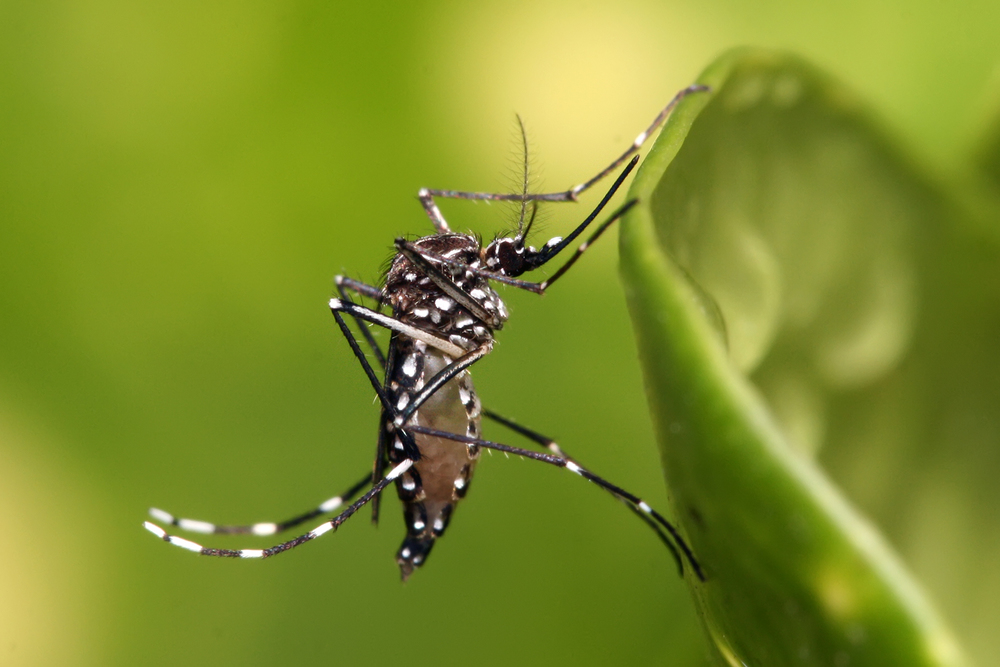 The Aedes aegypti mosquito which transmits the Zika virus WIKI COMMONS