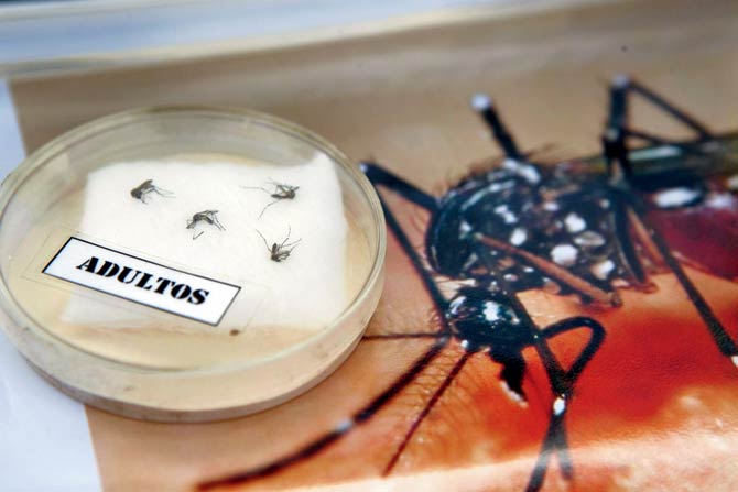 The Aedes aegypti specimens displayed by the Peruvian Health Ministry in Lima. Pic  AFP