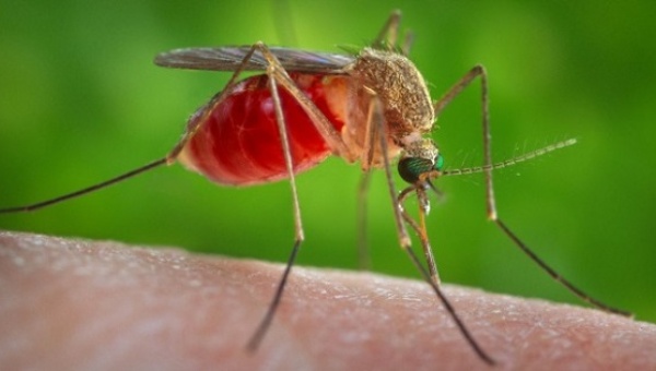 The Aedes mosquito transmits the Zika virus