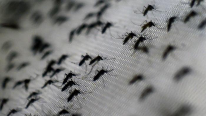 The Zika virus is spread by mosquitos