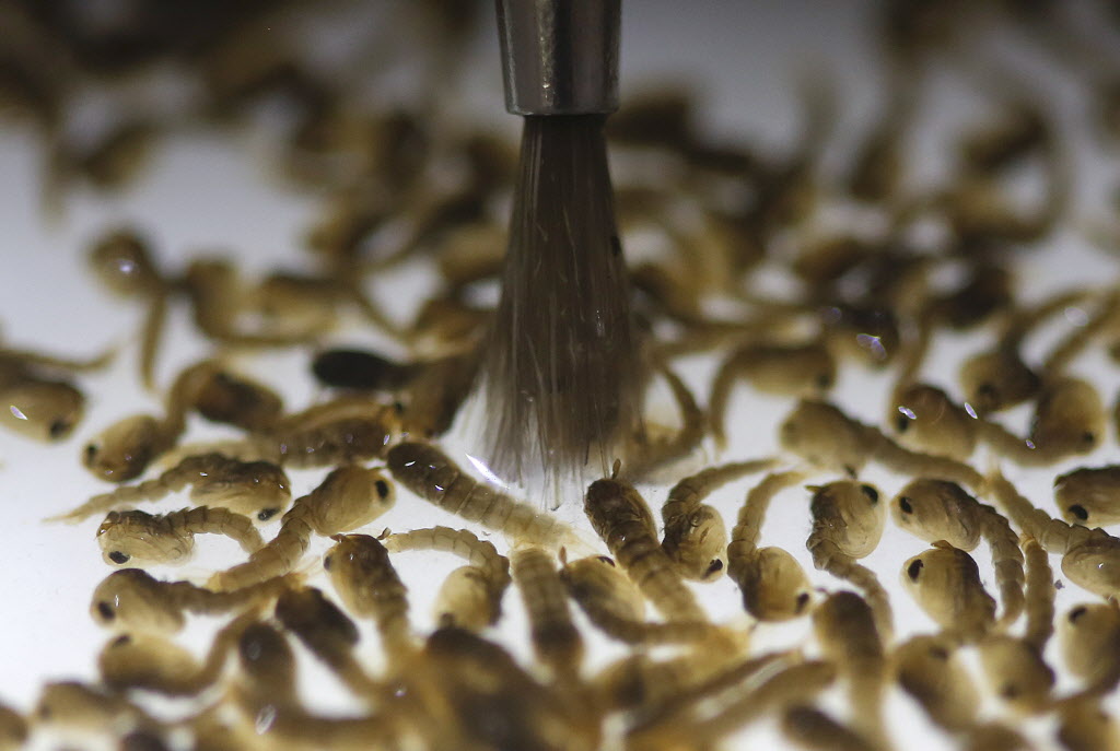 A technician from a British biotec company inspects the pupae of genetically modified Aedes aegypti mosquitoes a vector for transmitting the Zika virus in Brazil. The country is in the midst of a Zika outbreak though the link between Zika and microceph