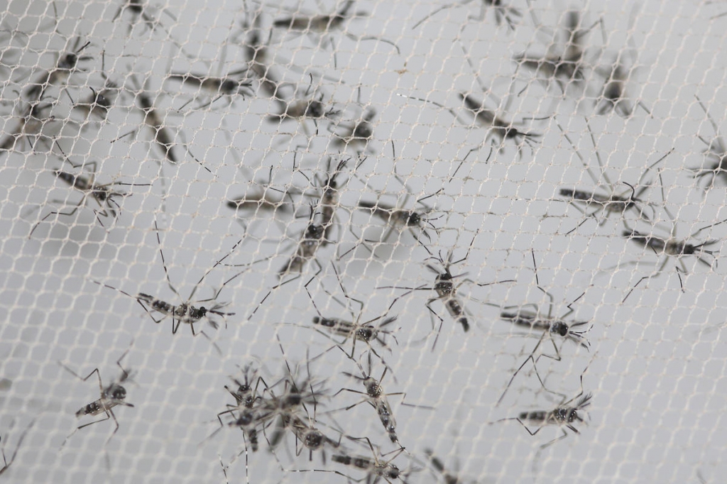 Scientists find Zika in saliva, urine, but unsure if transmission possible Add to ...