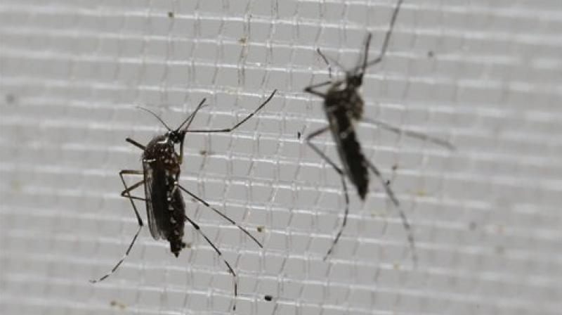 Spain reports first European case of Zika-infected pregnant woman