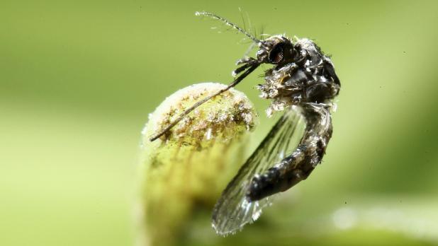 Planes arriving in UK from Zika-hit areas sprayed with insecticide