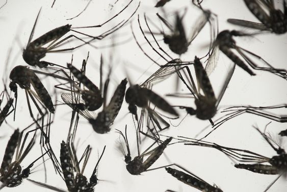 Aedes aegypti mosquitoes sit in a petri dish at the Fiocruz institute in Recife Pernambuco state Brazil. The mosquito is a vector for the proliferation of the Zika virus spreading throughout Latin America