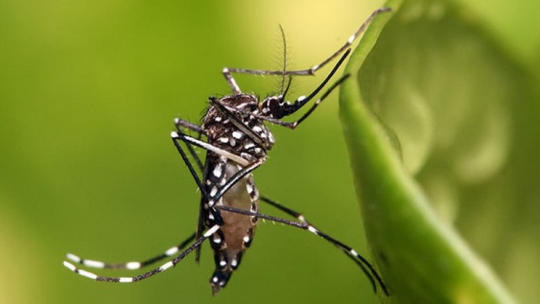 $56 Million Plan Issued By WHO To Tackle Zika Virus