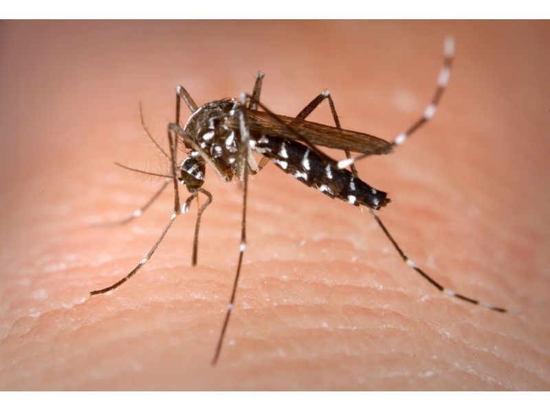 1st Zika Virus Case Confirmed in Rockland County