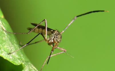 Woodland Mosquito