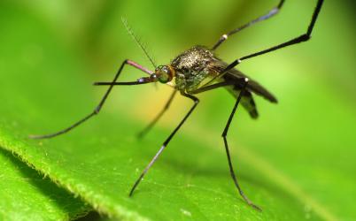 The Aedes mosquito transmits the Zika virus which has been spreading throughout South and Central America