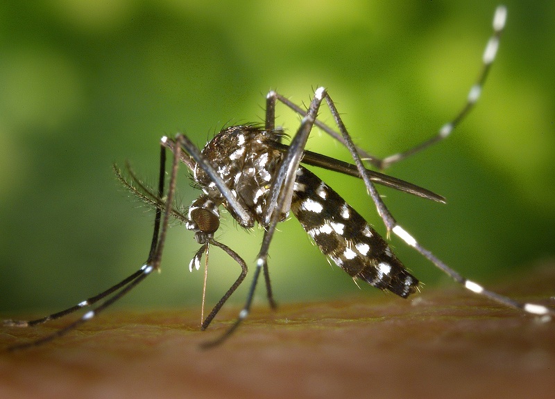 Aedes Albopictus