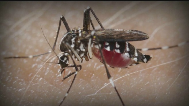 Canada taking steps to deal with Zika virus