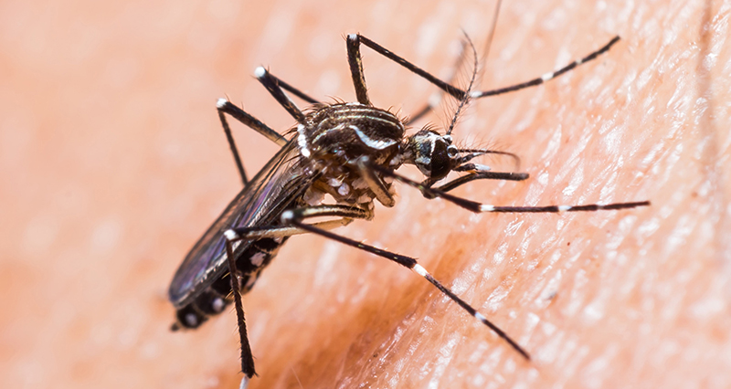 Zika virus is primarily spread through mosquitoes