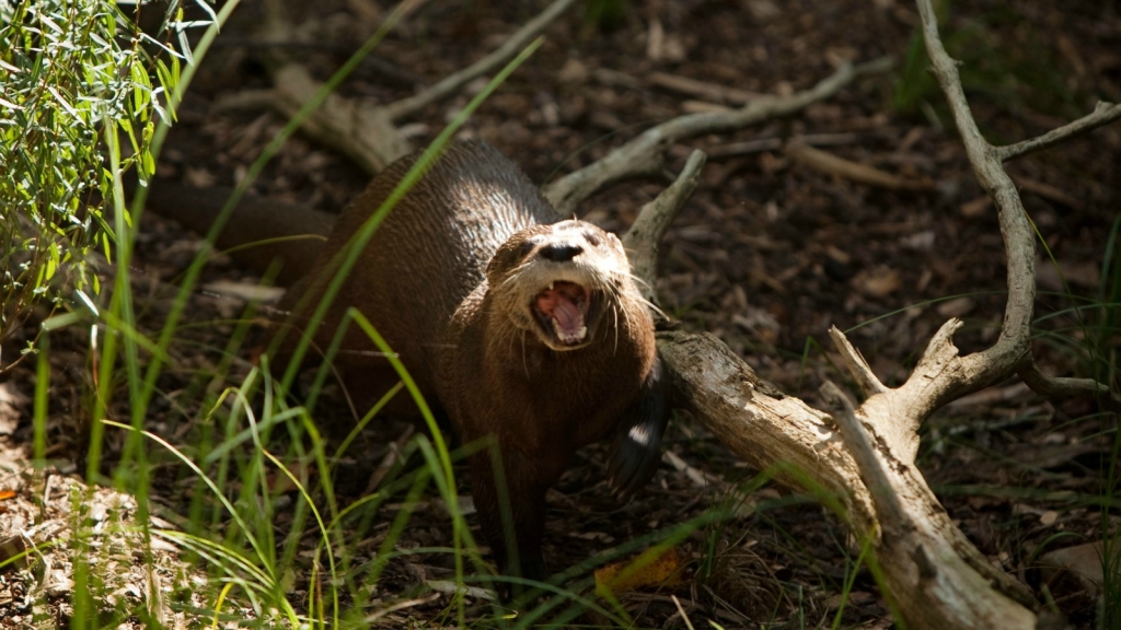 Calgary Zoo employees disciplined for giving otter pants, resulting in its death