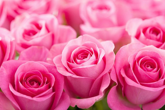 Valentine's Day: Where do our roses come from?