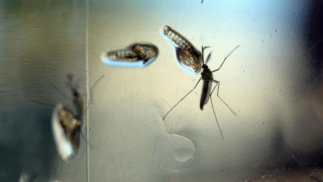 The Aedes Aegypti mosquito has been linked to both dengue fever and the Zika virus