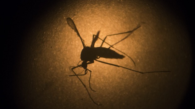 A Aedes aegypti mosquito that transmits Zika seen through a microscope at the Fiocruz institute in Recife Pernambuco