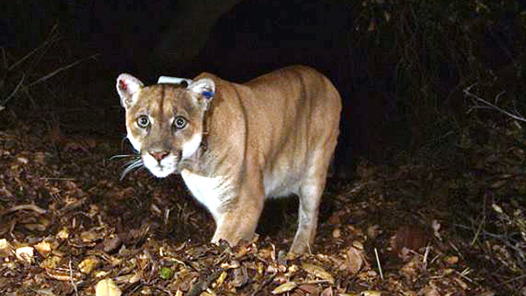 A koala in LA zoo may have been mauled to death by a roaming wild mountain lion zoo officials fear