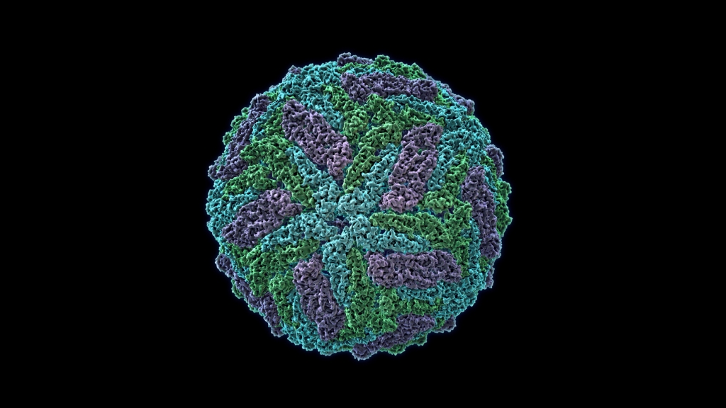 A molecular model of the Zika virus