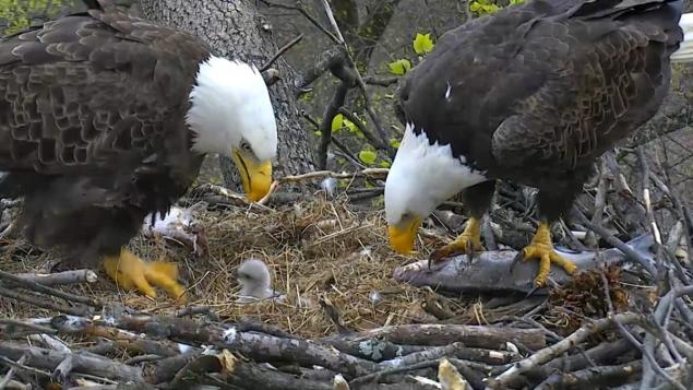 Eagles Mr. President and The First Lady tend to their newly hatched baby in their nest at the U.S. National Arboretum