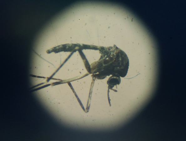 An Aedes aegypti mosquito is seen through a microscope at on Jan. 28 in Recife Pernambuco state Brazil