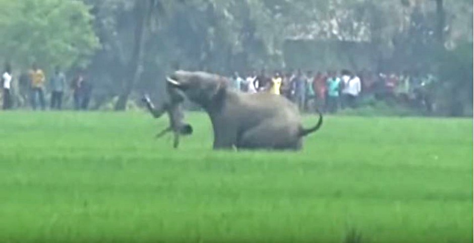 An elephant hurls a man into the ground in a rampage which left five people dead. Image via YouTube