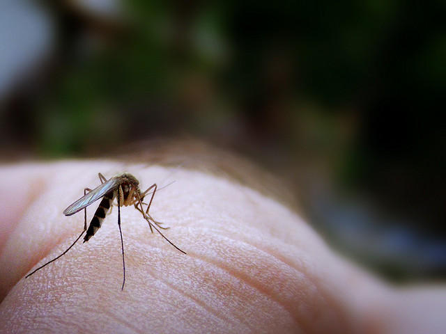 The Zika virus cases confirmed in Travis County were transmitted through infected mosquitos outside of the U.S. But the CDC warns that the virus could also be sexually transmittable