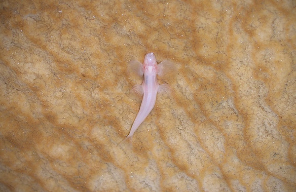 Cavefish