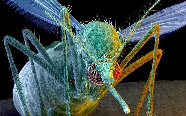 French Polynesia clarifies insecticide use over zika